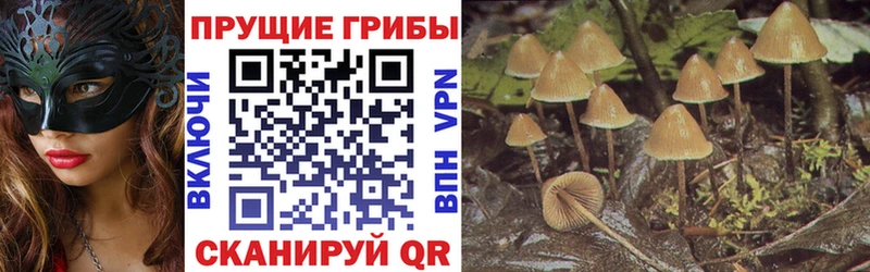 где купить   Ейск  blacksprut сайт  darknet Telegram  Псилоцибиновые грибы Psilocybe 